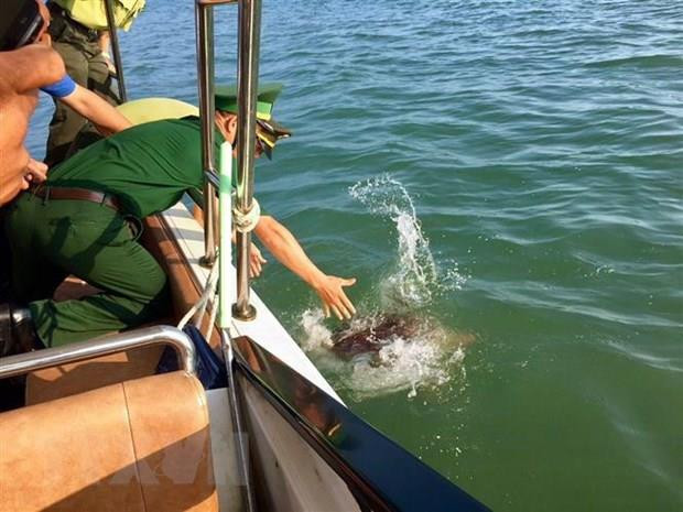 Devuelven rara tortuga marina a su hábitat en provincia vietnamita de Quang Ninh ảnh 1 Devuelven rara tortuga marina a su hábitat en provincia vietnamita de Quang Ninh ảnh 1