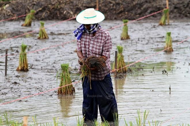 Aplicará Tailandia paquetes de estímulo económico para agricultores ảnh 1 Aplicará Tailandia paquetes de estímulo económico para agricultores ảnh 1