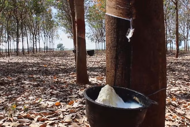 Destacan a Tailandia como mayor exportador mundial de caucho ảnh 1