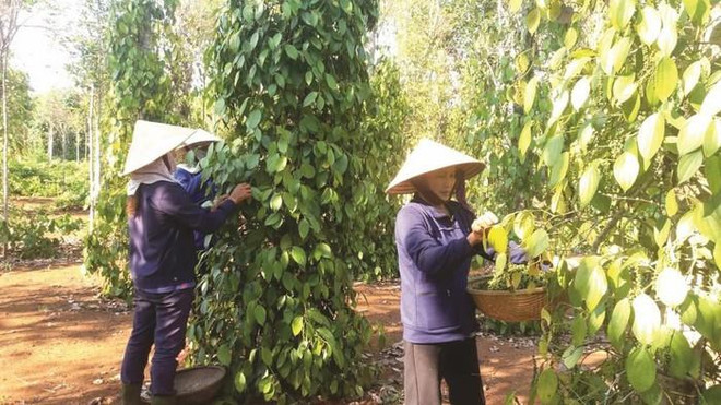 Registran las exportaciones de pimienta vietnamita a Europa resultados positivos ảnh 1 Registran las exportaciones de pimienta vietnamita a Europa resultados positivos ảnh 1