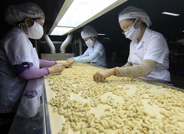 Exporta Vietnam 287 mil toneladas de anacardo en ocho meses ảnh 1 Exporta Vietnam 287 mil toneladas de anacardo en ocho meses ảnh 1