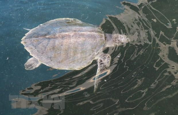 Vietnam intensifica preservación de tortugas en peligro de extinción ảnh 1 Vietnam intensifica preservación de tortugas en peligro de extinción ảnh 1