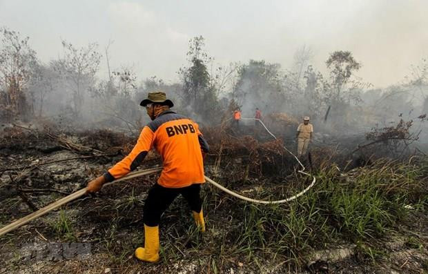 Suspenden varias escuelas en Indonesia actividades por humo de incendios forestales ảnh 1 Suspenden varias escuelas en Indonesia actividades por humo de incendios forestales ảnh 1