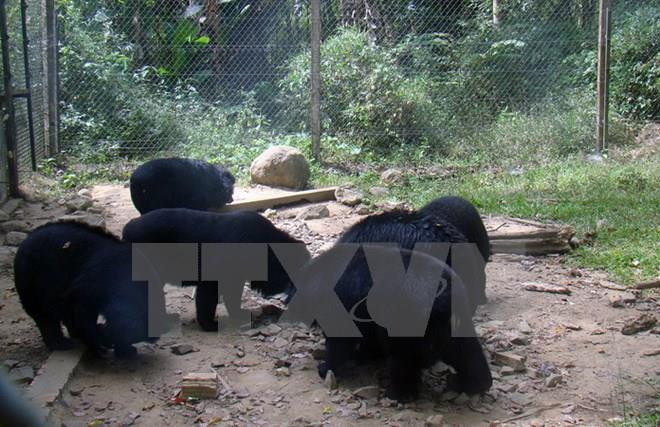 Promueven en Vietnam protección de especies en peligro de extinción ảnh 1