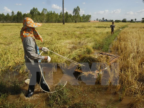 Provincia vietnamita busca desarrollar su marca de arroz ảnh 1 Provincia vietnamita busca desarrollar su marca de arroz ảnh 1