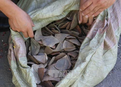 Malasia decomisa 712 kilogramos de escamas de pangolín ảnh 1 Malasia decomisa 712 kilogramos de escamas de pangolín ảnh 1