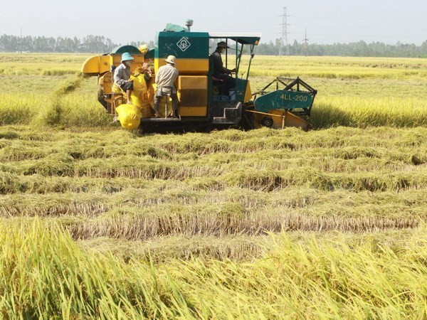 Vietnam: sexto mayor productor mundial de arroz ảnh 1 Vietnam: sexto mayor productor mundial de arroz ảnh 1