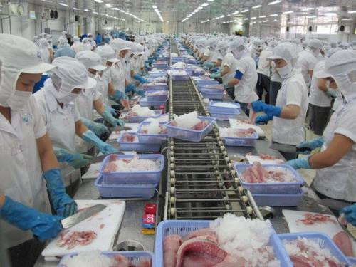 Exportaciones de peces marinos de Vietnam alcanzarán ocho mil millones de dólares en 2030 ảnh 1 Exportaciones de peces marinos de Vietnam alcanzarán ocho mil millones de dólares en 2030 ảnh 1