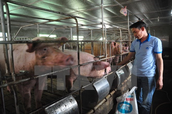 Gobierno vietnamita responde a preocupaciones de opinión pública sobre diversos asuntos ảnh 1