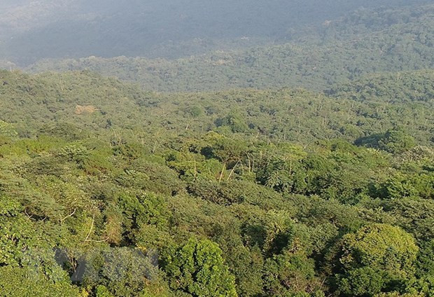 Provincia de Ninh Thuan fortalece protección y repoblación forestal ảnh 1 Provincia de Ninh Thuan fortalece protección y repoblación forestal ảnh 1