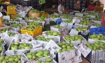 Camboya exporta primer lote de mango fresco a China ảnh 1 Camboya exporta primer lote de mango fresco a China ảnh 1