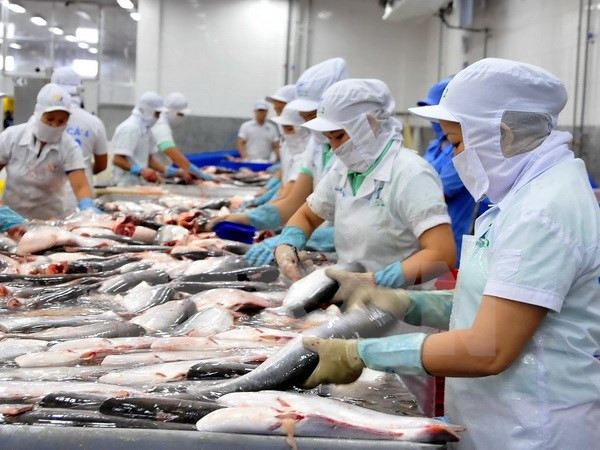 Exportación de pescado sin escama enfrenta dificultades ảnh 1 Exportación de pescado sin escama enfrenta dificultades ảnh 1
