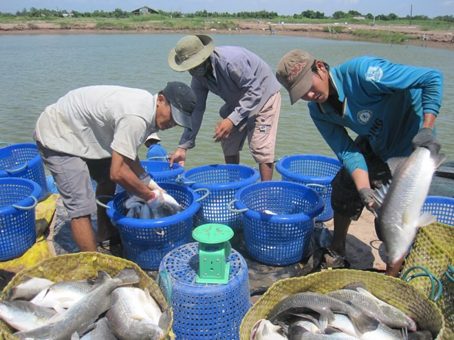 Ca Mau tratará de obtener 550 mil toneladas de producción acuícola ảnh 1