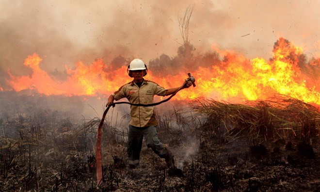 Alto riesgo de incendios forestales en Indonesia ảnh 1 Alto riesgo de incendios forestales en Indonesia ảnh 1