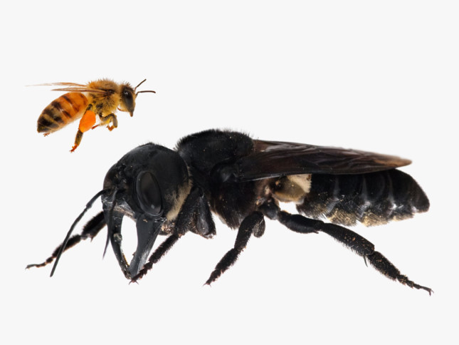 Reaparecen en Indonesia las abejas más grandes del mundo ảnh 1 Reaparecen en Indonesia las abejas más grandes del mundo ảnh 1