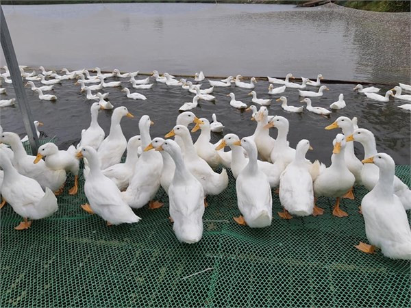 Proyecta empresa conjunta entre Vietnam y Australia potenciar la exportación de carne de pato ảnh 1 Proyecta empresa conjunta entre Vietnam y Australia potenciar la exportación de carne de pato ảnh 1
