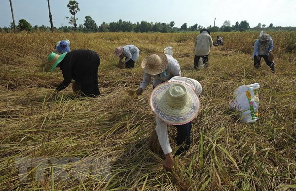 Tailandia dedica casi tres mil millones de dólares a favor del sector arrocero ảnh 1 Tailandia dedica casi tres mil millones de dólares a favor del sector arrocero ảnh 1