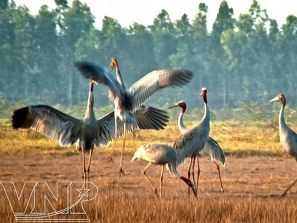 Alertan sobre peligro de extinción de ejemplares de grullas de cabeza roja en Parque nacional vietnamita ảnh 1