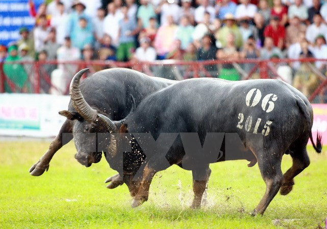 Concluye Festival de lucha de búfalos Do Son 2015 ảnh 1