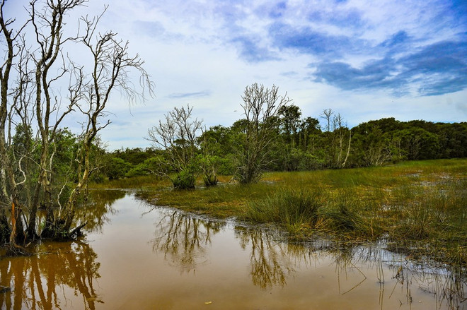 Vietnam responde al Día Mundial de los Humedales 2017 ảnh 1 Vietnam responde al Día Mundial de los Humedales 2017 ảnh 1