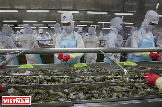 Minh Phu – gran marca de productos acuáticos de Vietnam ảnh 1 Minh Phu – gran marca de productos acuáticos de Vietnam ảnh 1