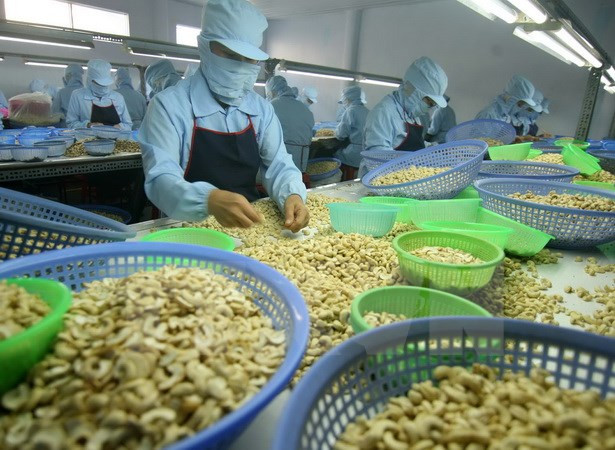 Exportaciones de anacardo de Vietnam alcanzarán 360 mil toneladas ảnh 1 Exportaciones de anacardo de Vietnam alcanzarán 360 mil toneladas ảnh 1