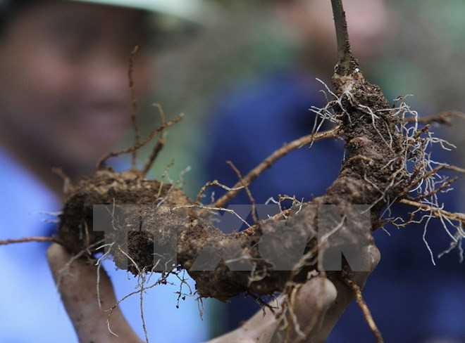 Quang Nam celebra primer Festival del Ginseng Ngoc Linh ảnh 1 Quang Nam celebra primer Festival del Ginseng Ngoc Linh ảnh 1