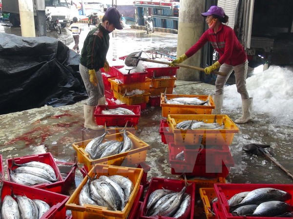 Thua Thien-Hue aumenta rendimiento de producción de mariscos tras incidente ambiental ảnh 1