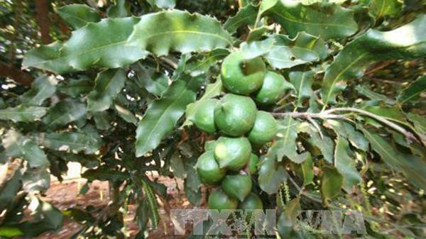 Quang Tri busca desarrollar el cultivo de macadamia ảnh 1 Quang Tri busca desarrollar el cultivo de macadamia ảnh 1