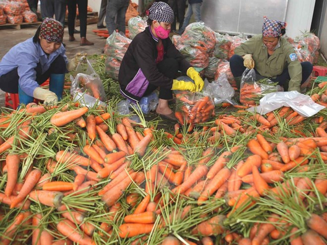 Vietnam registra gran aumento de exportaciones de verduras ảnh 1 Vietnam registra gran aumento de exportaciones de verduras ảnh 1