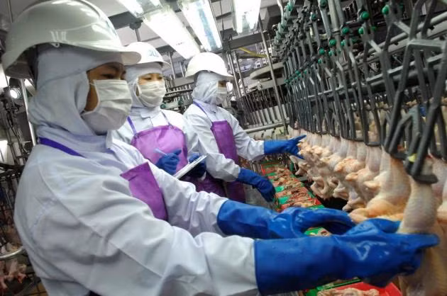 Tailandia aplicará nueva legislación sobre trabajadores migrantes ảnh 1 Tailandia aplicará nueva legislación sobre trabajadores migrantes ảnh 1