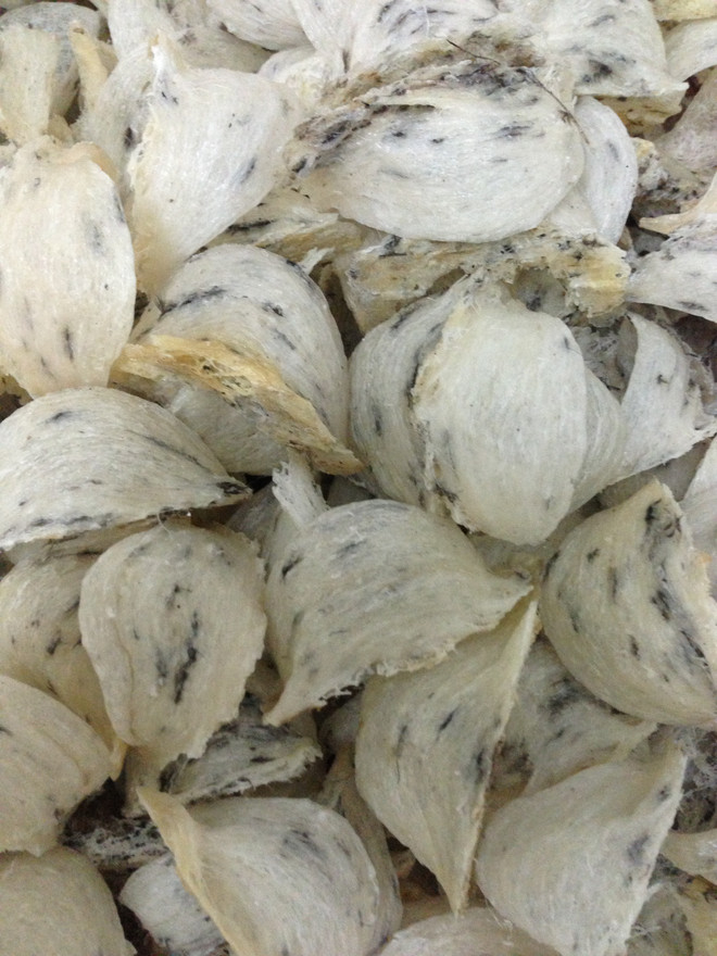 Debaten sobre desarrollo sostenible de industria del nido de golondrina en Vietnam ảnh 1 Debaten sobre desarrollo sostenible de industria del nido de golondrina en Vietnam ảnh 1