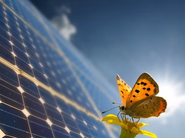  Desarrolla cooperación en la esfera de energía eólica y solar en Ninh Thuan ảnh 1