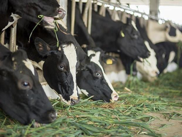 Proyecta Vietnam a producir más de un millón de toneladas de leche en 2020 ảnh 1 Proyecta Vietnam a producir más de un millón de toneladas de leche en 2020 ảnh 1