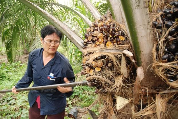 Planea Tailandia aplicar nuevas medidas para elevar precio del aceite de palma ảnh 1 Planea Tailandia aplicar nuevas medidas para elevar precio del aceite de palma ảnh 1