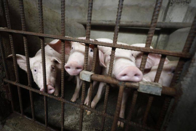 Se extiende Peste Porcina Africana en Filipinas ảnh 1 Se extiende Peste Porcina Africana en Filipinas ảnh 1