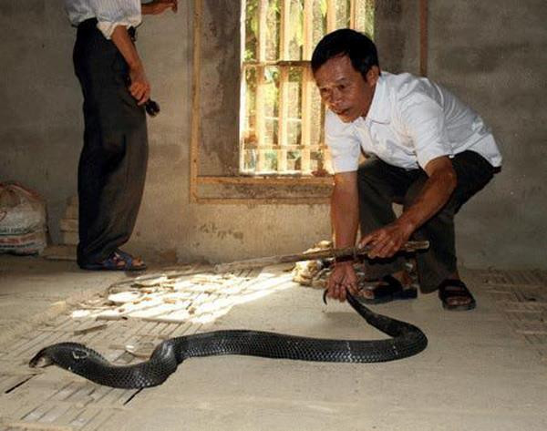 Desarrollarán en provincia vietnamita de Vinh Phuc turismo relacionado con cría de serpientes ảnh 1 Desarrollarán en provincia vietnamita de Vinh Phuc turismo relacionado con cría de serpientes ảnh 1