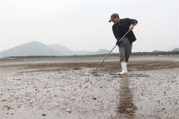 Otorgan primera certificación comercial a almeja vietnamita ảnh 1 Otorgan primera certificación comercial a almeja vietnamita ảnh 1