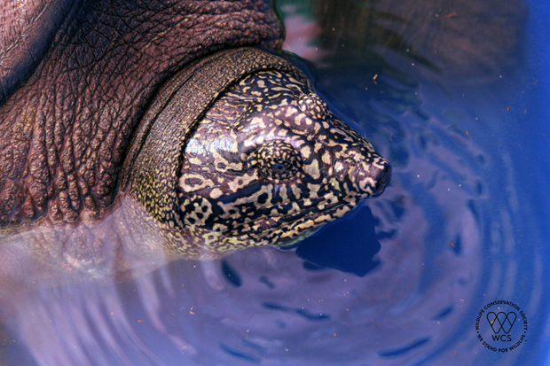 Hallan en Hanoi tortuga de especie en peligro de extinción ảnh 1 Hallan en Hanoi tortuga de especie en peligro de extinción ảnh 1