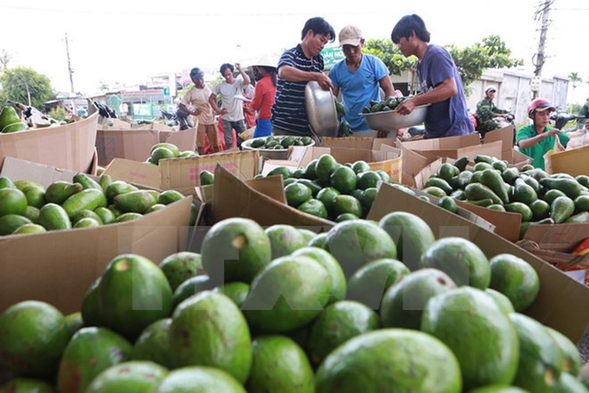 Vietnam busca elevar valor agregado de aguacate para exportación ảnh 1 Vietnam busca elevar valor agregado de aguacate para exportación ảnh 1