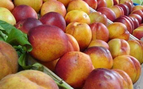 Polonia firma acuerdo para exportar manzana a Vietnam ảnh 1 Polonia firma acuerdo para exportar manzana a Vietnam ảnh 1