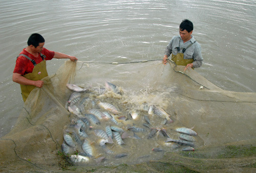Planea Vietnam ampliar cría de tilapia- sector potencial de país ảnh 1 Planea Vietnam ampliar cría de tilapia- sector potencial de país ảnh 1