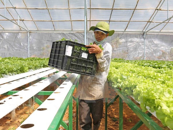 Vingroup invierte en agricultura con alta tecnología en Quang Ninh ảnh 1 Vingroup invierte en agricultura con alta tecnología en Quang Ninh ảnh 1