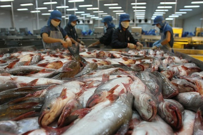 Vietnam proyecta ingresar dos mil 400 millones de dólares por ventas de pescado Tra en 2019 ảnh 1 Vietnam proyecta ingresar dos mil 400 millones de dólares por ventas de pescado Tra en 2019 ảnh 1
