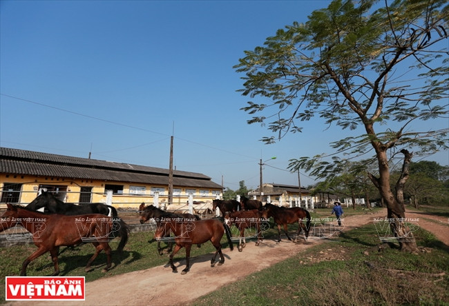 La mayor granja equina del norte ảnh 2