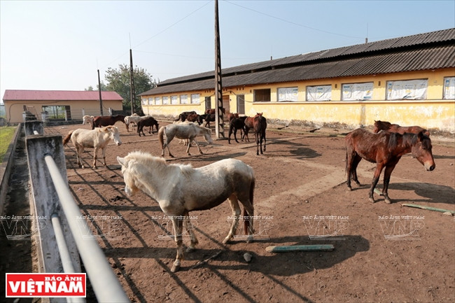La mayor granja equina del norte ảnh 4 La mayor granja equina del norte ảnh 4