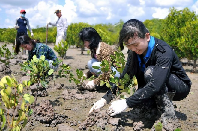 Vietnam ampliará cobertura forestal en 2016 ảnh 1 Vietnam ampliará cobertura forestal en 2016 ảnh 1