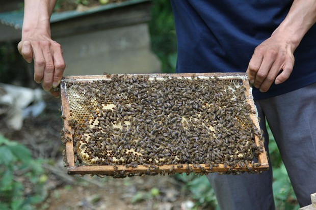 Centro vietnamita aplica alta tecnología en crianza de abejas ảnh 1 Centro vietnamita aplica alta tecnología en crianza de abejas ảnh 1