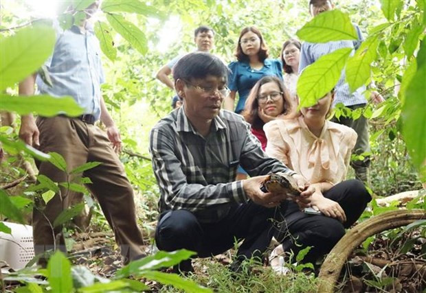 Liberan en Vietnam 58 ejemplares de animales salvajes al hábitat natural ảnh 1 Liberan en Vietnam 58 ejemplares de animales salvajes al hábitat natural ảnh 1