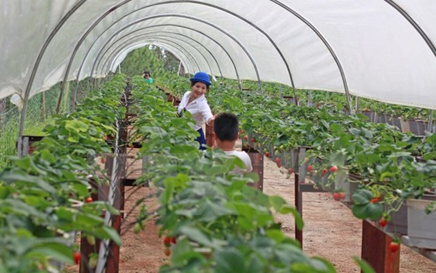 Hanoi recurre a una producción agrícola verde y eficaz ảnh 1 Hanoi recurre a una producción agrícola verde y eficaz ảnh 1